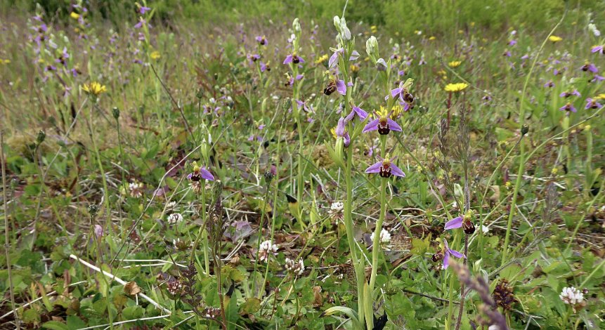 100s of Bee #orchids  <a href="/northumberland/">barry</a> site not previously recorded