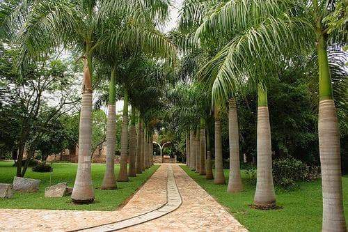 Beautiful walkway full of #palmtrees