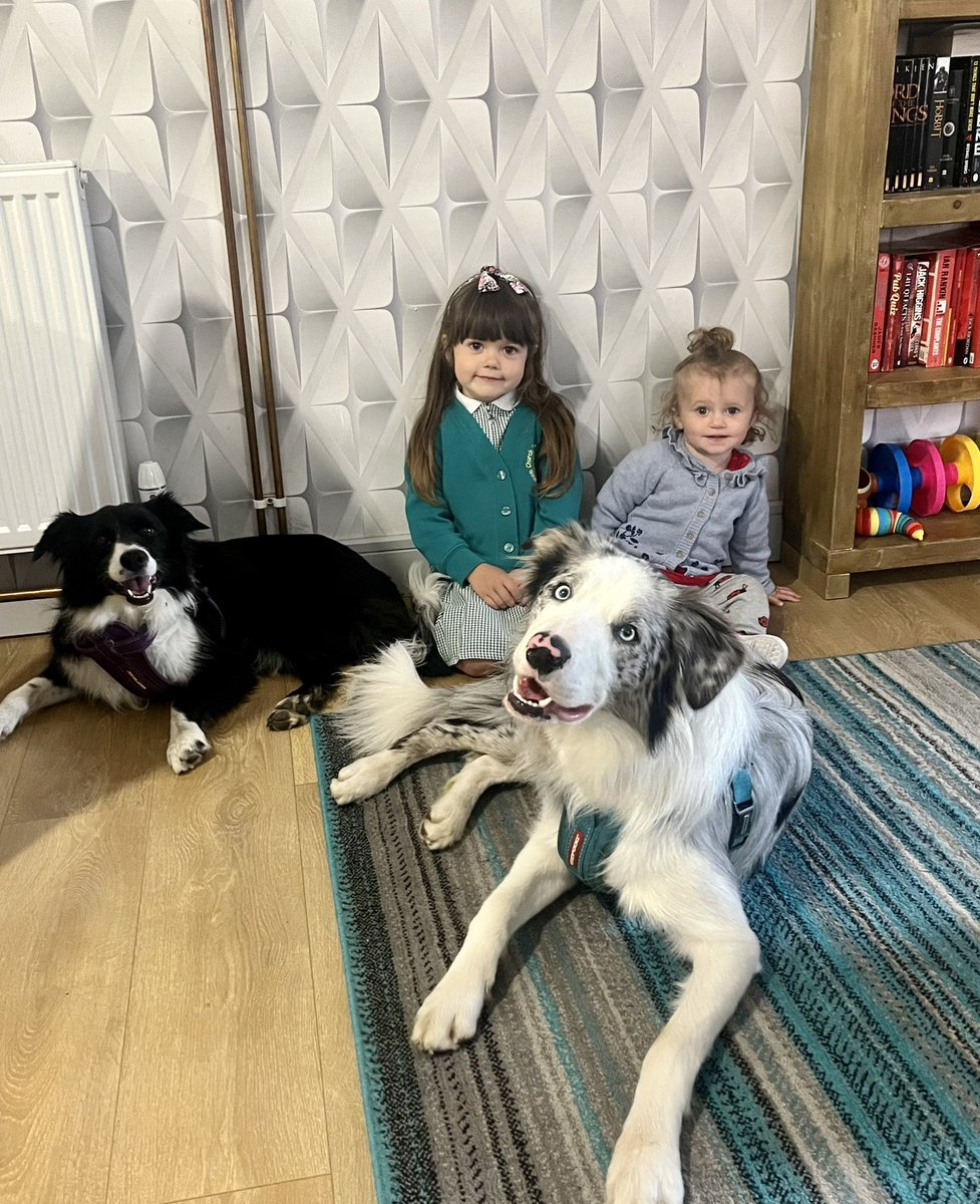 The kids 🩷🩷🩷🩵

#bordercollie #3girls1boy #reasonsilive