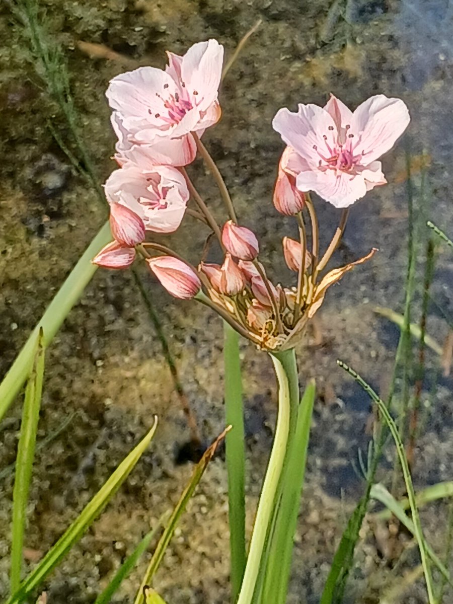 #WildflowerHour #PondPlants Flowering rush (Butomus umbellatus) seen recently at Heysham  N. Lancs.