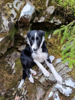 #MissingDog #PaisleyRoadWest #Ibrox #GLASGOW #G51

URGENT HIT BY CAR ON 9 JUNE & MAY BE INJURED 

Lost: Black & White Border Collie Male In Scotland (G51) doglost.co.uk/dog-blog.php?d…