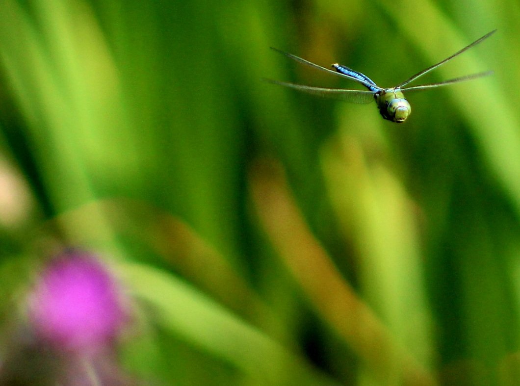 With a flash of kingfisher blue and a blur of Marsh Thistle, an emperor dragonfly relentlessly patrols his patch  #pondplants <a href="/BDSdragonflies/">British Dragonfly Society</a>