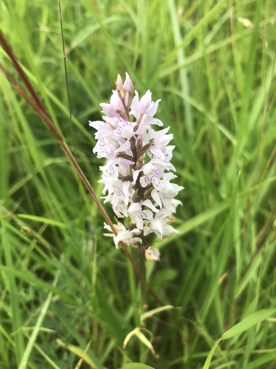 Very pleased to see Tormentil and Midland Hawthorn along with the hundreds of Common Spotted Orchids @BBOWT’s Whitecross Green Wood #WildflowerHour @wildflower_hour @BSBIbotany @ukorchids @WildFlowerSoc #Oxfordshire