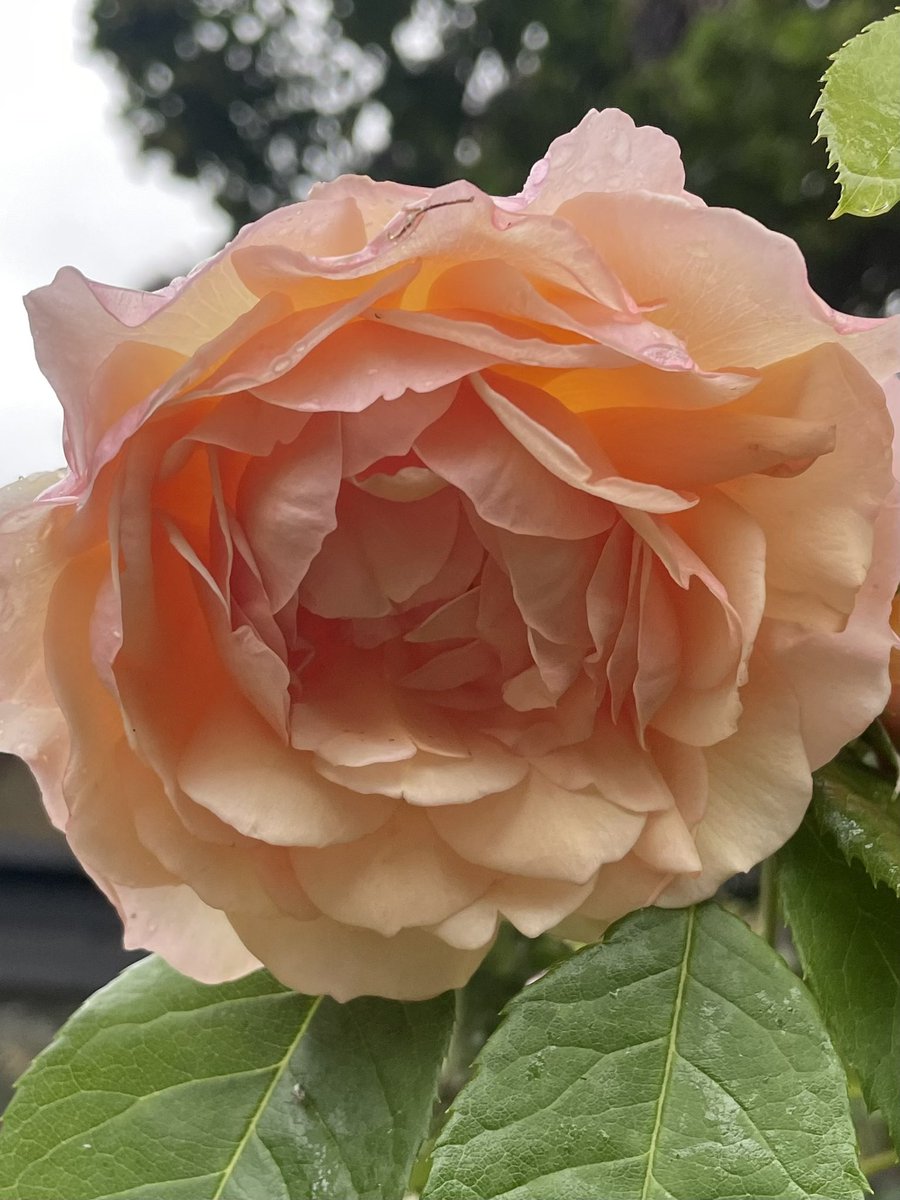 Our very special Grace, looking happily refreshed after a long downpour 🌧️  #roses #GardeningTwitter #Gracerose