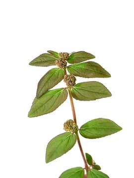 Professeur_Abas's tweet photo. Euphorbia hirta
Nom Wolof:#Mbal
Utilisation:faire bouillir la plante entière dans un litre d'eau pendant 5 minutes:
-Adulte,un demi verre matin midi et soir.
-Enfant un verre de thé matin et soir. https://t.co/WfdijOjx0S