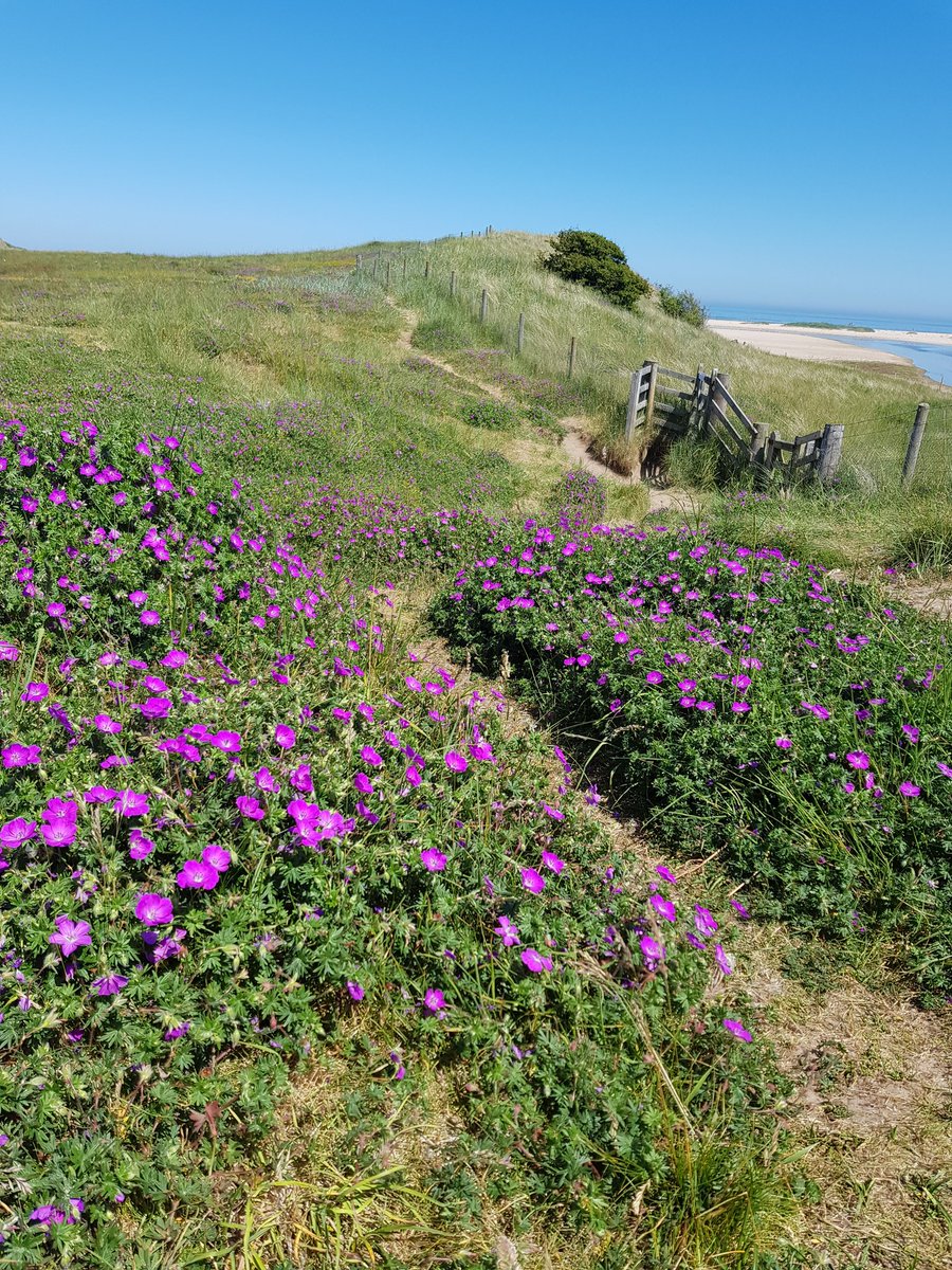 Bloody Cranesbill, Geranium sanguineum, thriving in dunes near Beadnell, Northumberland, #wildflowerhour