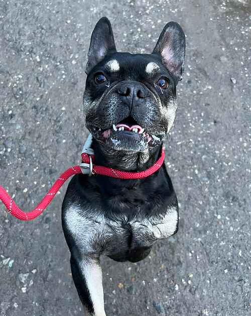 Please retweet to help Trike find a home #KENT #UK   

Active French Bulldog aged 6. Having just 3 legs doesn't stop him form enjoying his walks.  He needs to be the only pet but can live with older children✅

DETAILS or APPLY👇
lastchanceanimalrescue.co.uk/index.html 
#dogs #Frenchies #London