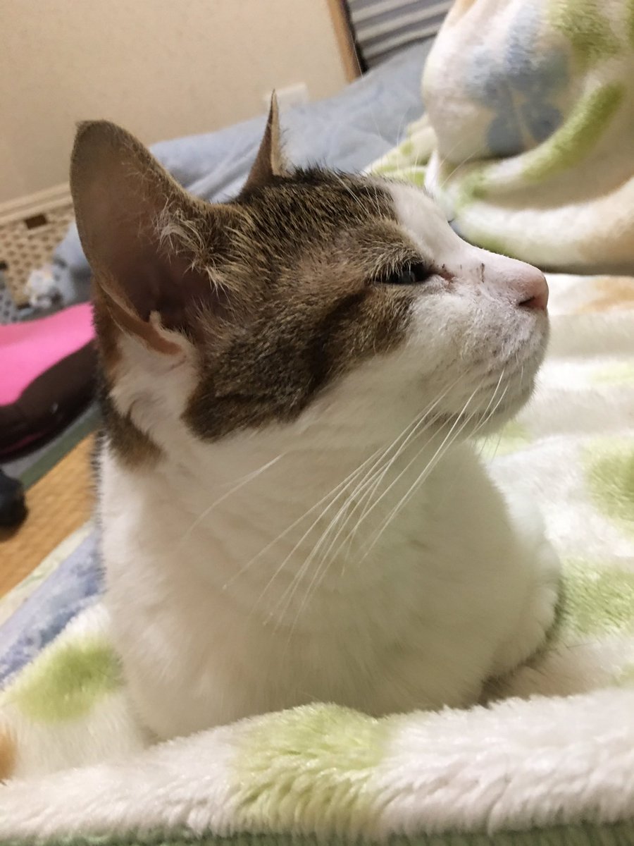 sakuraHappycats's tweet photo. おはようございます。
もふもふから始まる月曜日。
マッケス異次元の走り。
#FMax https://t.co/CGDLeulbBd
