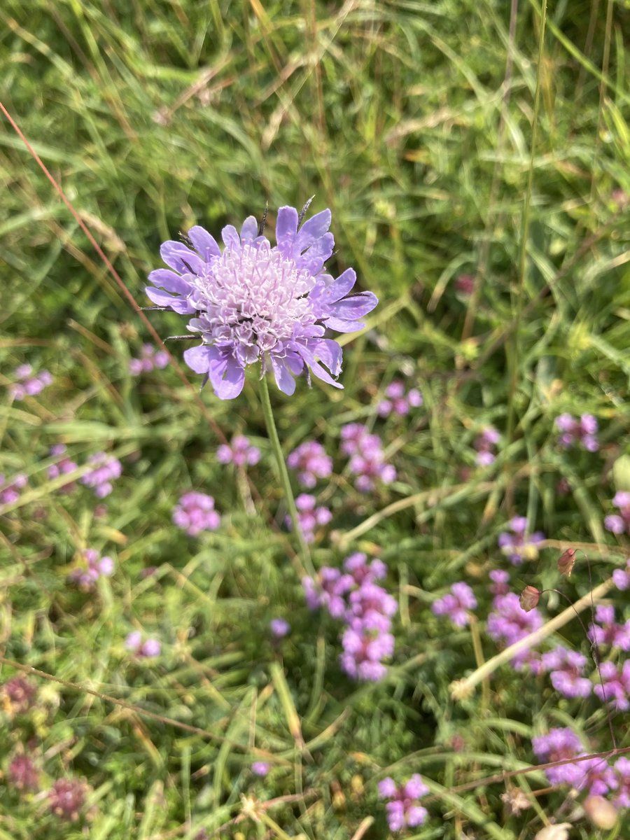 All the purples 💜 pyramid orchid, common spotted orchid, wild thyme and scabious on Malling Down this morning <a href="/wildflower_hour/">wildflowerhour</a> <a href="/ukorchids/">Wild Orchids UK & Ireland</a> #wildflowerhour