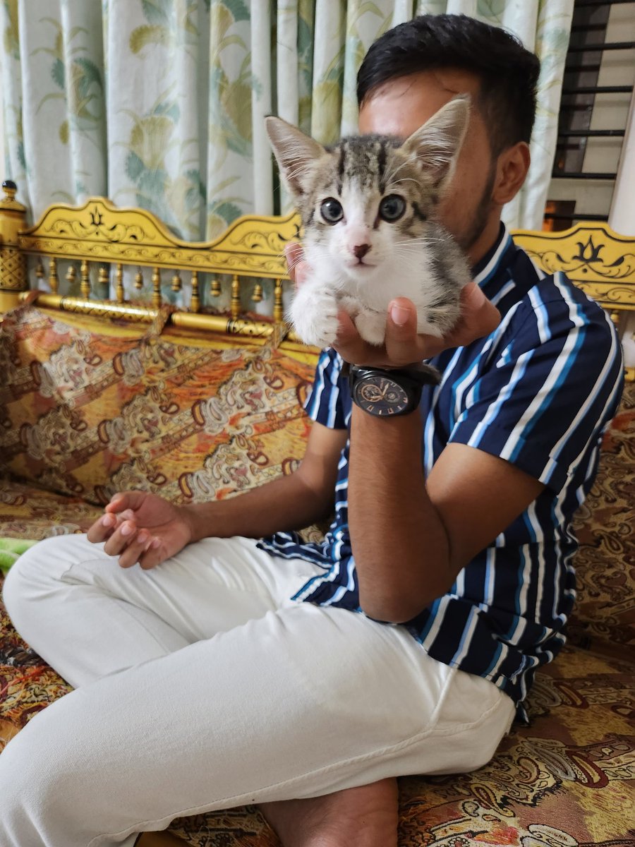 Amithka2's tweet photo. @ghosterrtoaster My cat looks so similar to urs https://t.co/hhFJbCoAHO