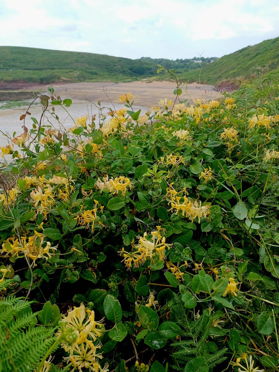 Summer scented Honeysuckle hugs the coast on the walk to Manorbier. #wildflowerhour #Pembrokeshire