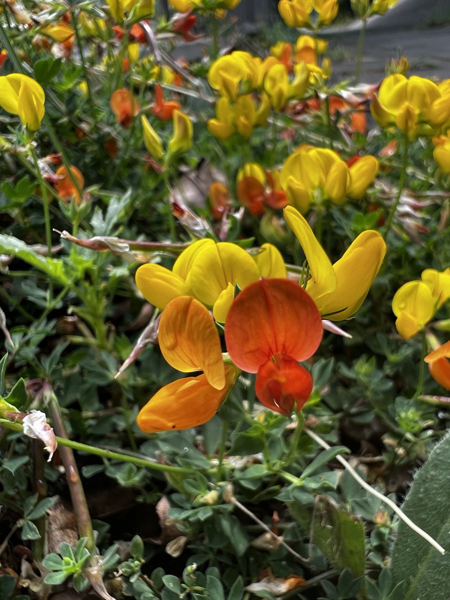 Common bird’s foot trefoil aka eggs and bacon. #WildflowerHour