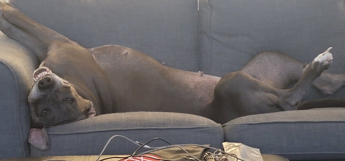 This dog is broken. I think we need a new one.