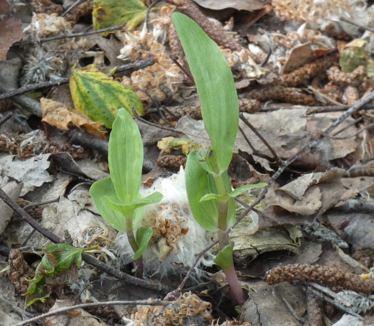 20 Dune Helleborine plants counted this morning at their only Warwickshire site. Some winners and some losers so far,back in 2/3 weeks for flowers. @TempleBalsall  @ukorchids