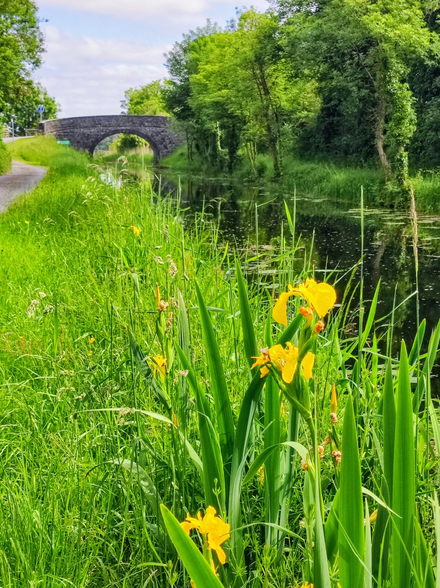 Yellow iris #pondplants #wildflowerhour