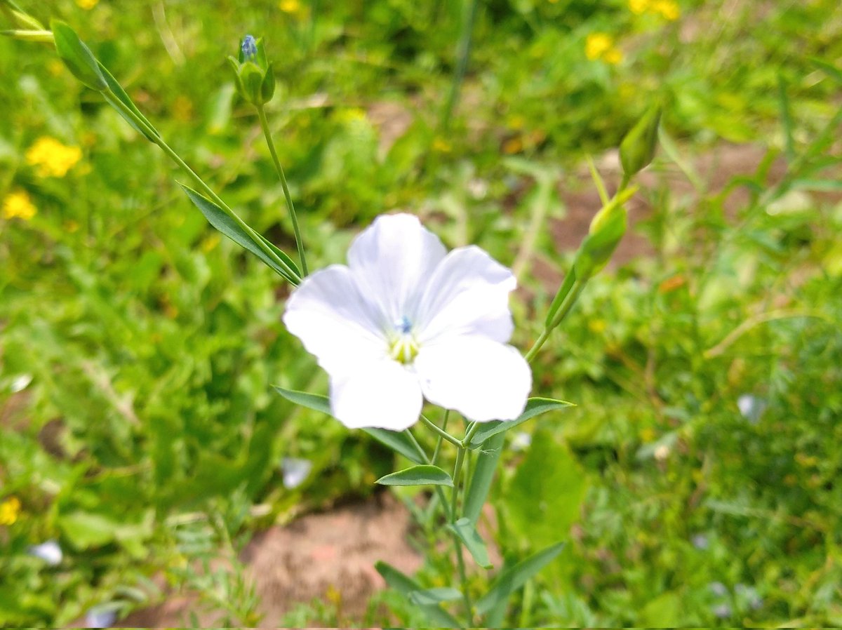 Pale Flax on the banks of the #RiverSevern #Worcester #wildflowerhour