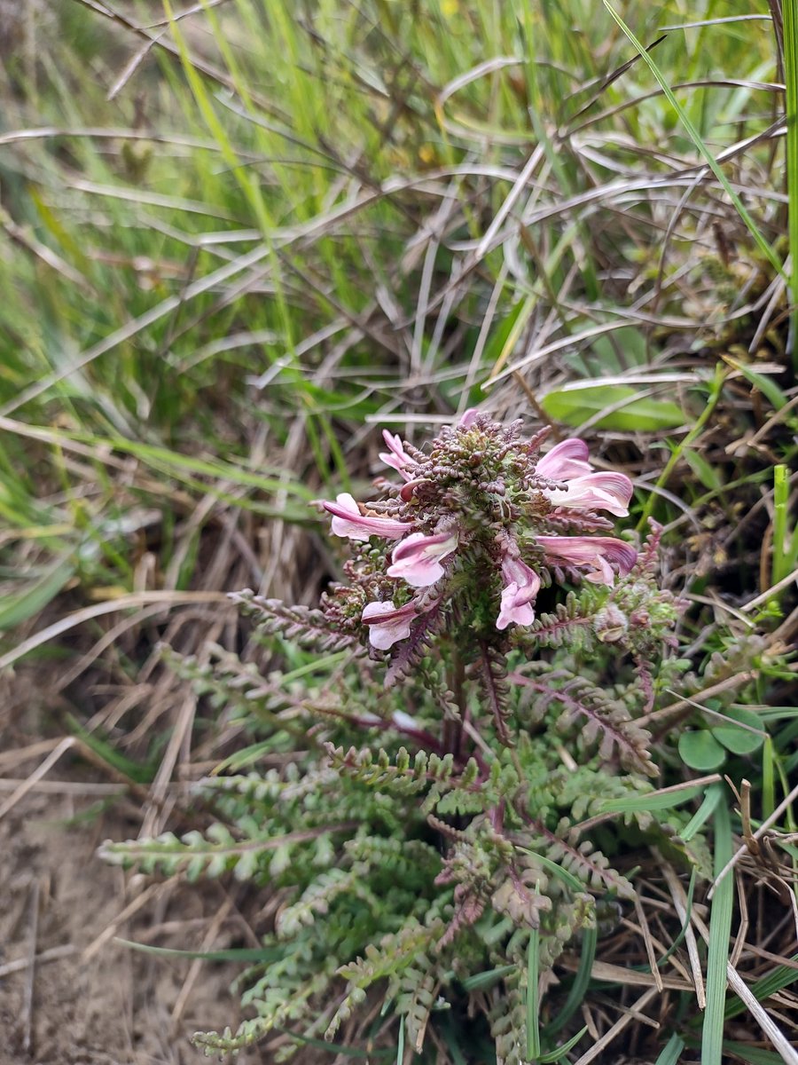 Marsh Lousewort

#WildflowerHour