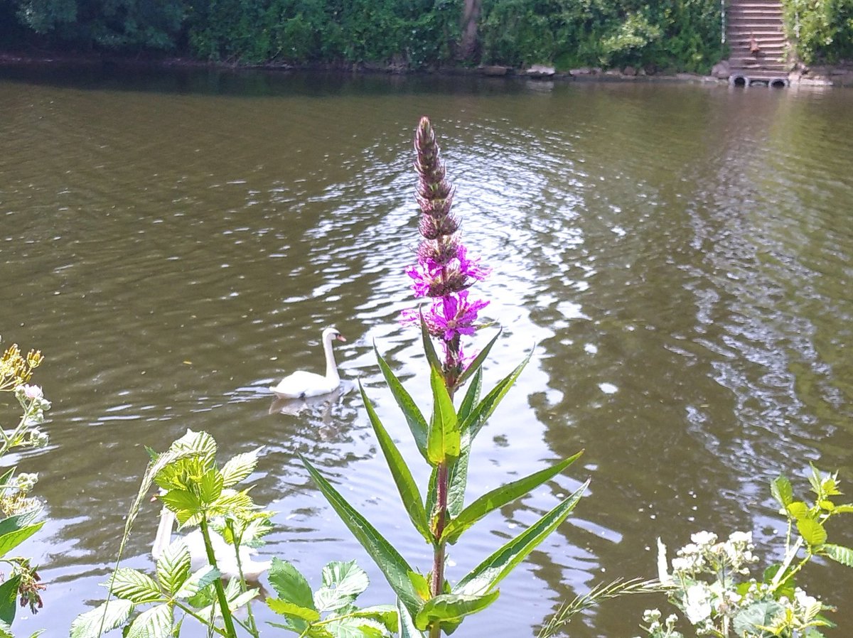 Purple loosestrife by the #RiverSevern in #Worcester #wildflowerhour
