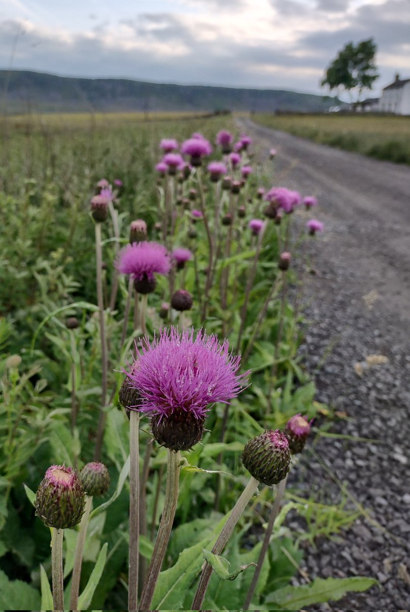 Melancholy Thistle

#WildflowerHour