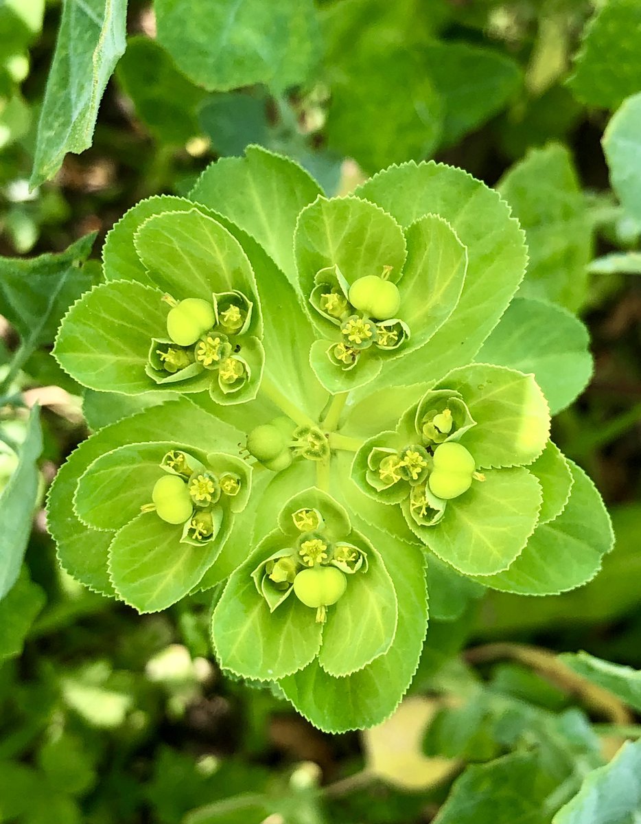 Sun spurge doing its thing for #wildflowerhour