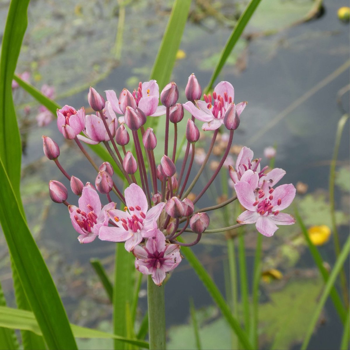 The bright pink flowers of the Flowering Rush (Butomus umbellatus) really stood out from the mainly white and yellow flowers lining Lancaster Canal at the moment.
#WildflowerHour #PondPlants