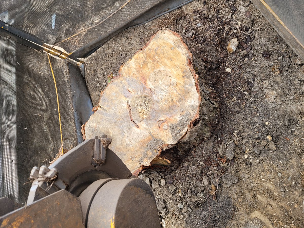 TreeGrinding tweet picture