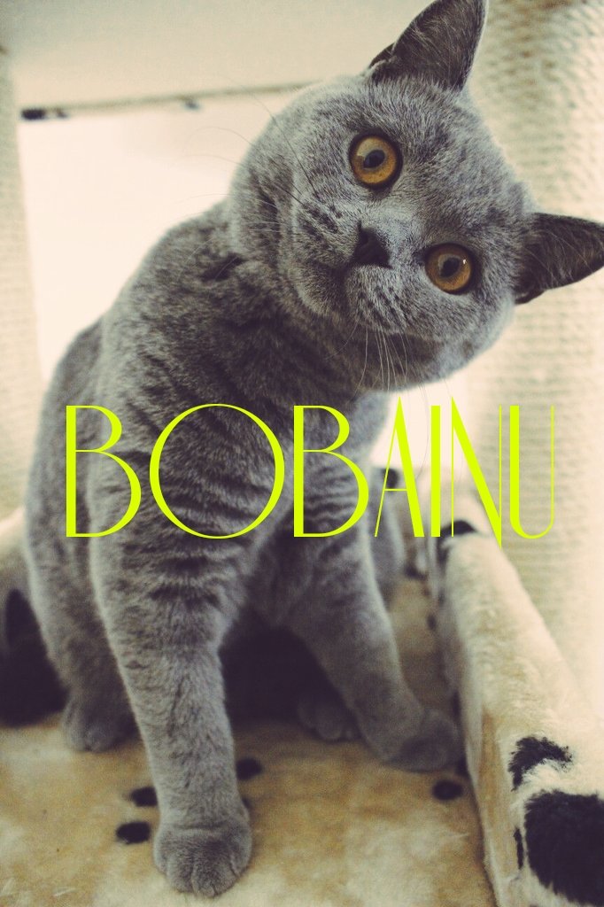 @BobaInu Congratulations #bobainu Family 👏👏👏