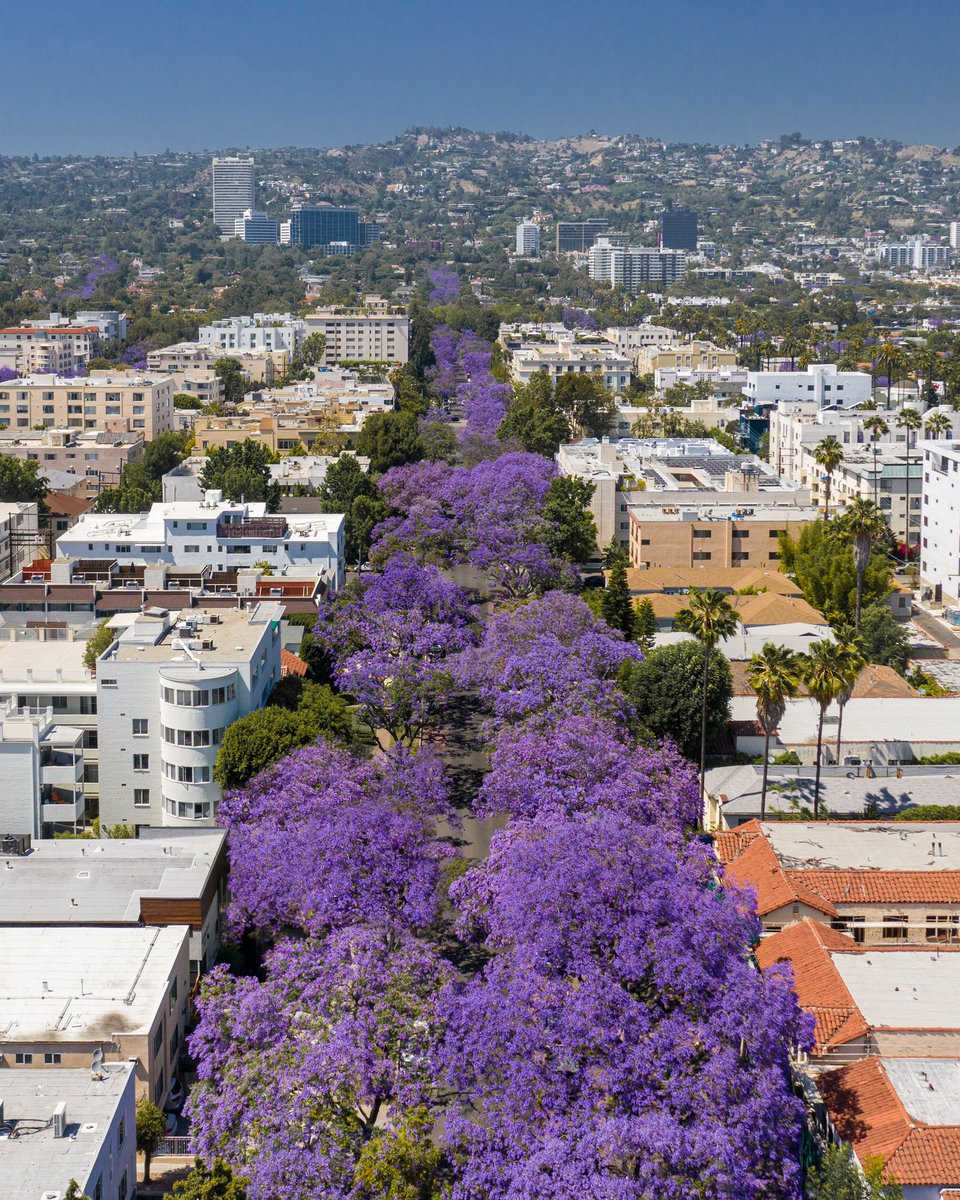 Jacaranda Season in LA 💜