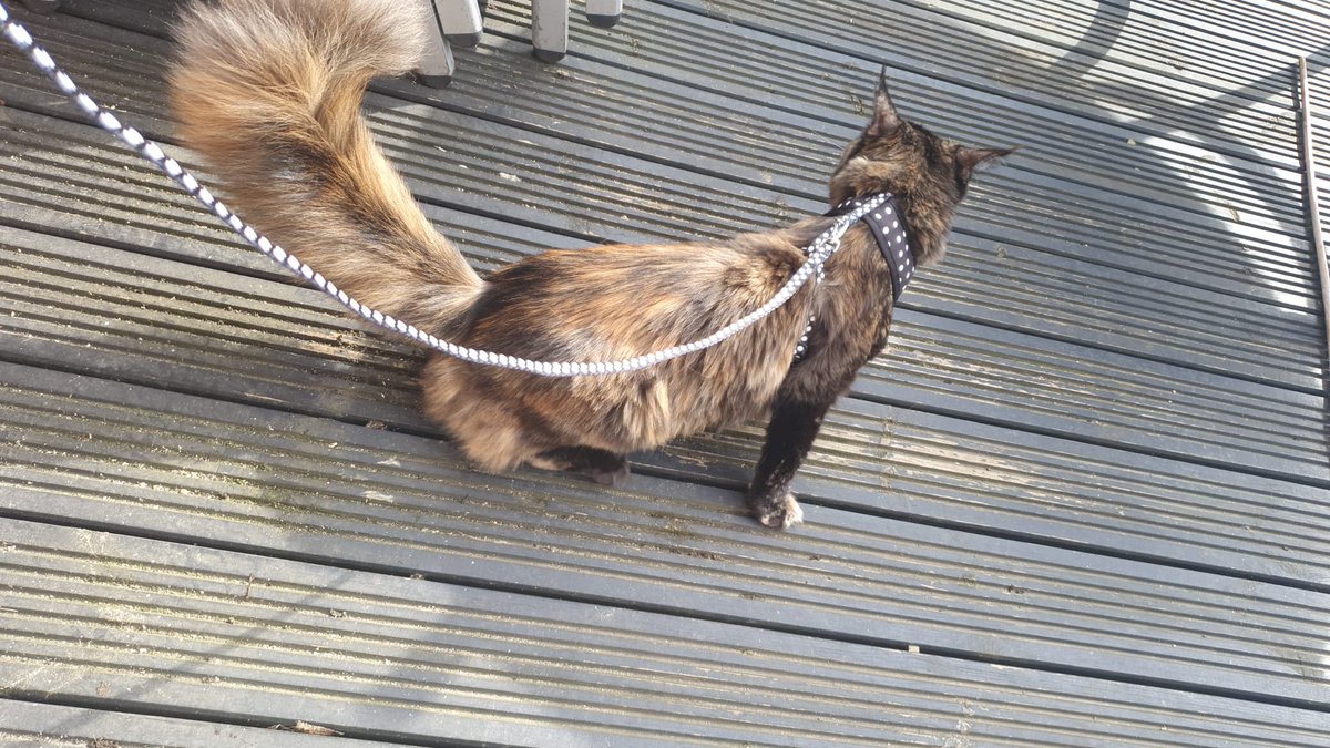 beaker0581's tweet photo. Crazy cat lady incoming. 
Harness training the mainecoon! https://t.co/jAnOlYVkjs