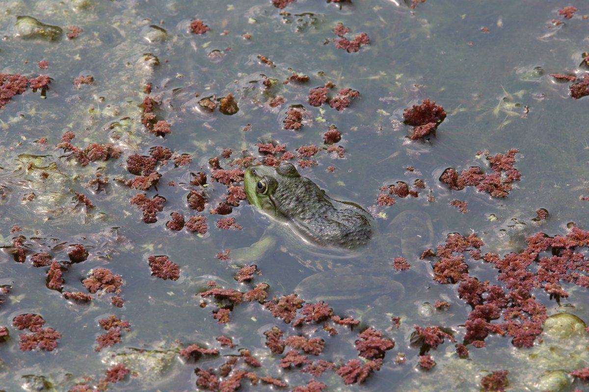 My Guided Walk tweet media