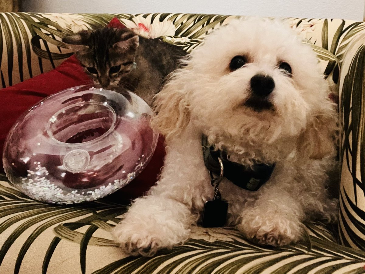 MayteMSaldivar1's tweet photo. #floatingintosummer
#selfiewithpet
#Wittenboy🐶&Miklo🐱
@LFEtheplacetobe https://t.co/Z6TJXiBFxw