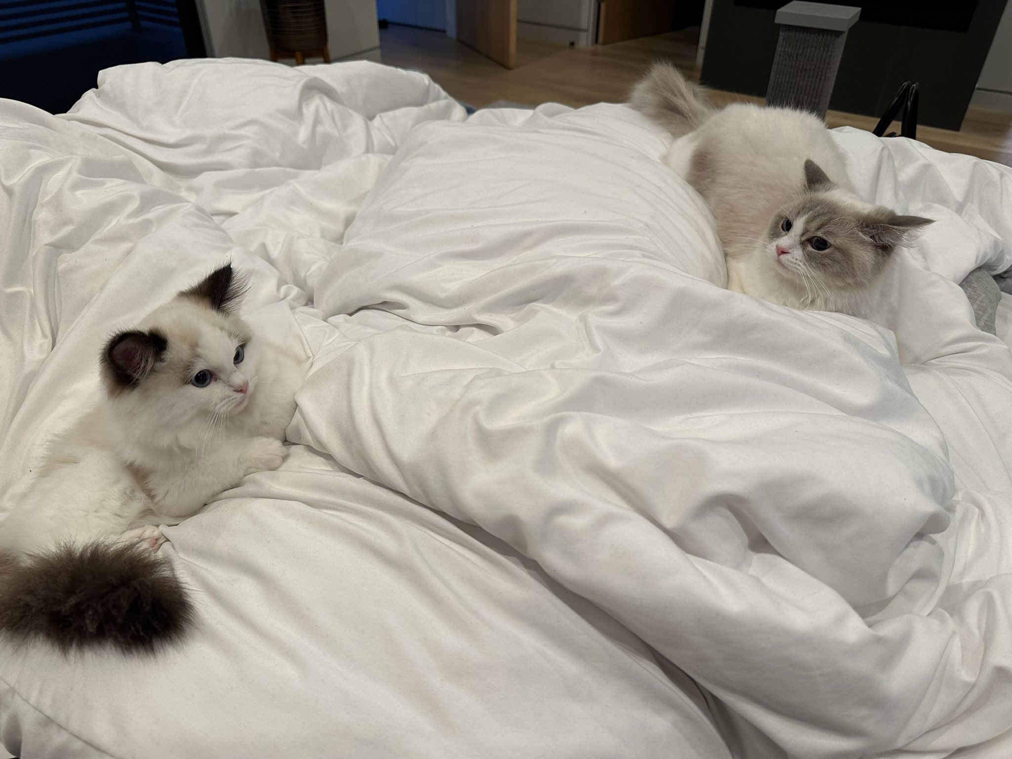 Leena Xu On Twitter Sick Cs Https T Co U1gpipebra Twitter