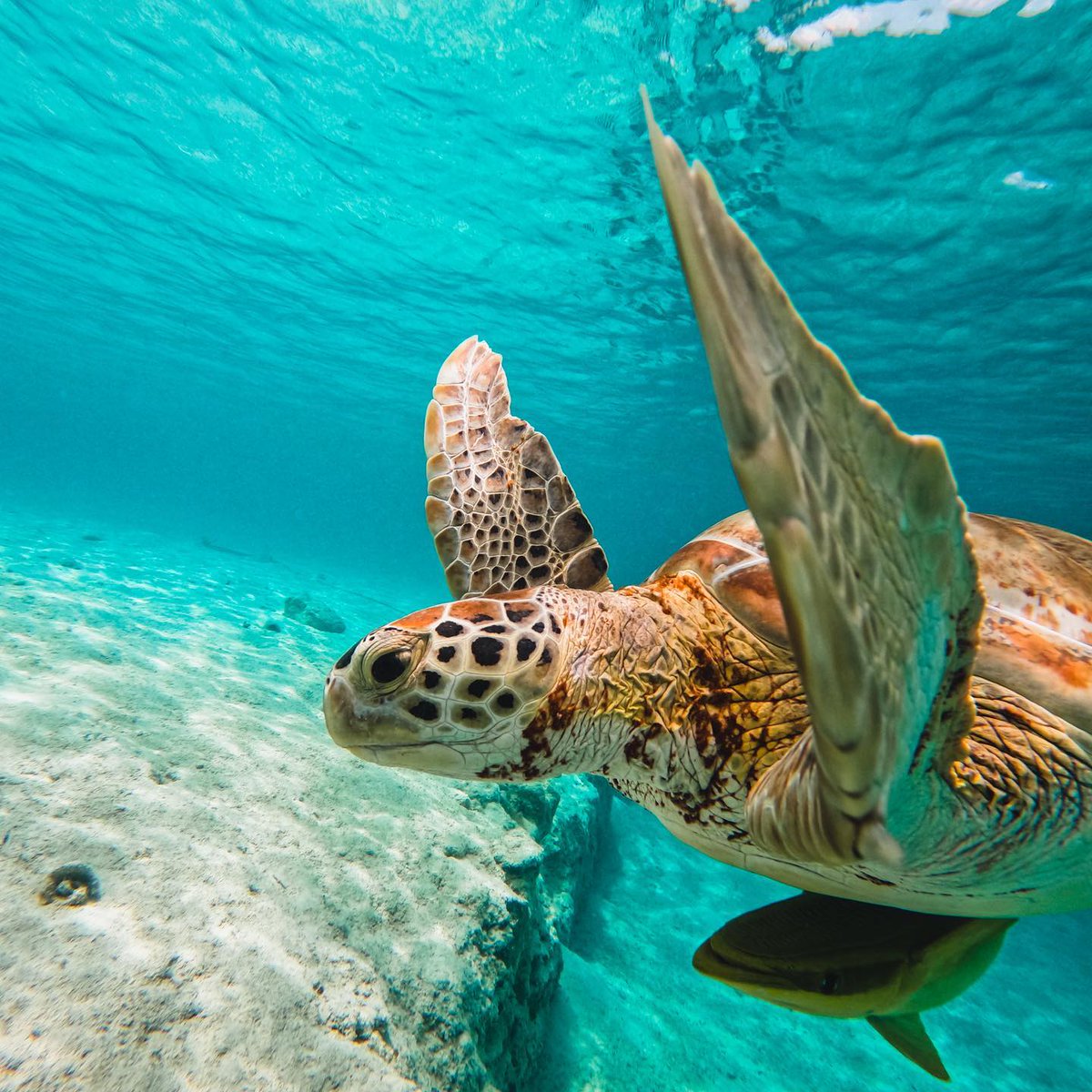 BeeyondBoats's tweet image. Have you had the opportunity to snorkel with turtles? 💦