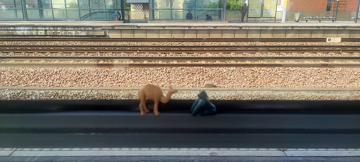 Trouvés, ce dimanche à la gare de <a href="/VilleChelles/">Ville de Chelles</a>. 

J'ignore s'ils discutaient d'un projet d'évasion ou d'un voyage vers des contrées plus ensoleillées, en tout cas, je les ai avancés jusqu'à Paris 20. 

Ils sont entre de bonnes mains. 🦍🐪 ☀️
#Doudous #Jouets