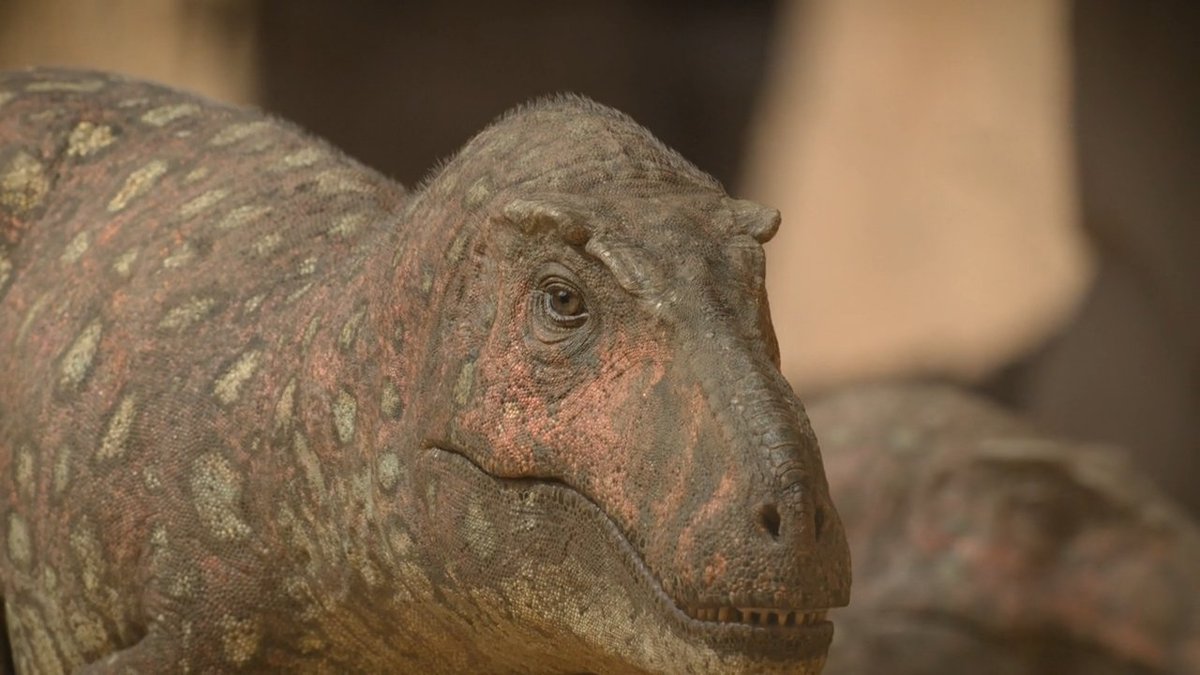 One of my favorite examples of visual worldbuilding and 'lore'; all tyrannosaurids in #PrehistoricPlanet have snout stripes, suggesting this was a pattern present in their last shared ancestor