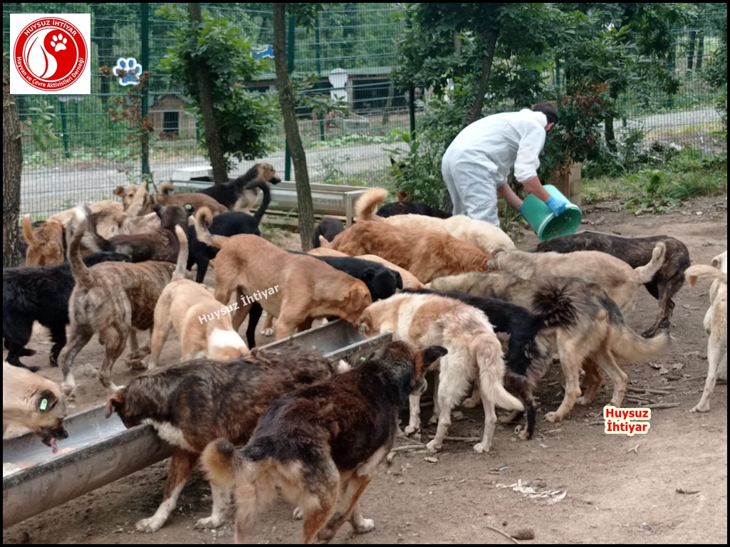 huysuzihtiyardg's tweet photo. 714. Pazar Beykoz Orman Beslemesi
Siz açlık nedir bilir misiniz ? https://t.co/Xld5nJVTpY 0532 630 53 99 
#dogs #Turkey #köpek #kitty #su #umraniye #sisli #uskudar #kadikoy #besiktas #beykoz #tuzla #maltepe #kartal #samandira #sultanbeyligi #sancaktepe #İstanbul #keşfet #travel https://t.co/hWT4z8bVqq