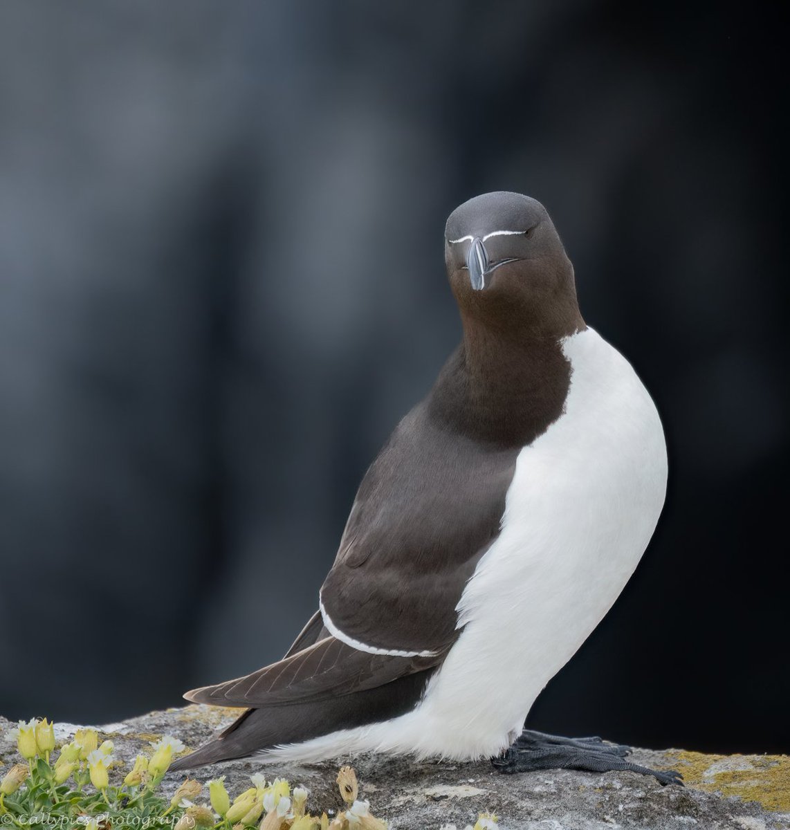 Stunning Razorbill on Isle of May @SteelySeabirder @nature_scot @IofMayBirdObs @MayPrincess @BBCCountryfile @BBCSpringwatch @bbcwildlifemag @BBCPhotos @VisitScotland @VisitFife @anstrutherpress #wildlifephotography