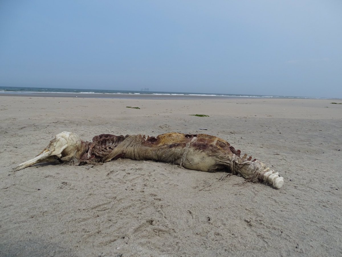 Dit karkas lag op het strand van #Ameland iets voorbij paal 21.
Wat voor dier kan dit geweest zijn. Had en grote snavel, een huid en een vrij stevige ruggengraat.