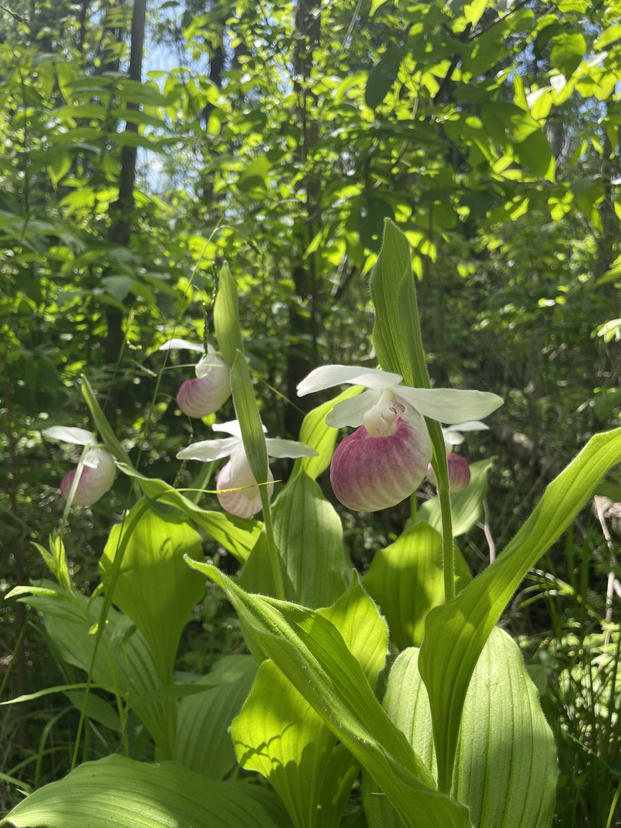 natapopovic's tweet photo. Sundays are for exploring #wetlands - stumbled across some stunning wild orchids and carnivorous pitcher plants today 

cypripedium reginae and calceolus - the pink/white and yellow varieties of the showy lady slipper orchid 

#ontario #native #species https://t.co/nhdUdJhcCv