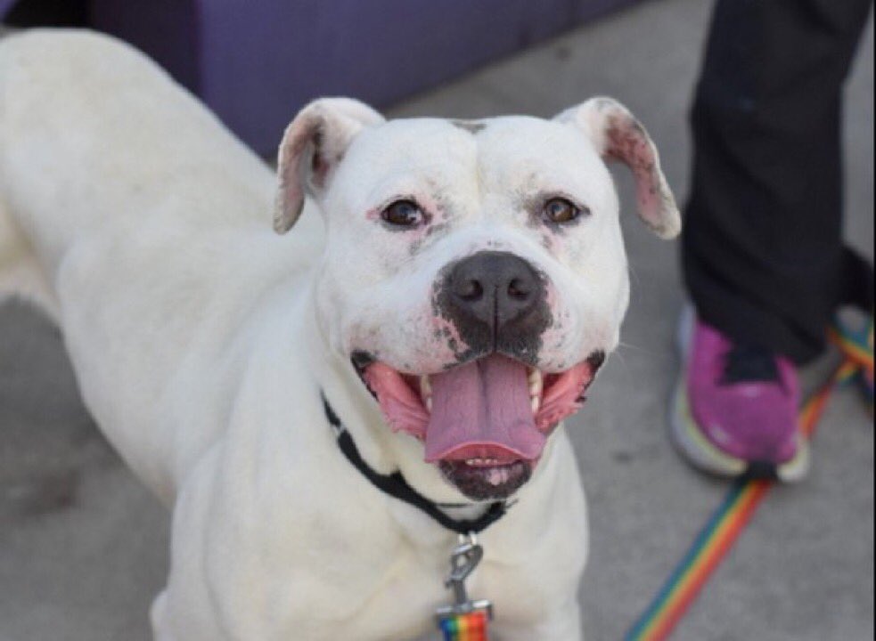 woehrlejill's tweet image. Curry, Marigold Delight and Bella are waiting to be killed at Nycacc. Please step up to foster one of these beautiful, young, adoptable pups. They kill on Sundays and holidays all the time. Hurry

facebook.com/NYCDogsLivesma…

@notthesameone2 for help