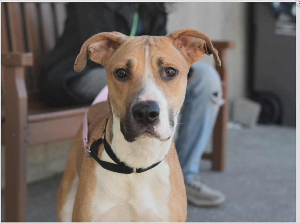 woehrlejill's tweet image. Curry, Marigold Delight and Bella are waiting to be killed at Nycacc. Please step up to foster one of these beautiful, young, adoptable pups. They kill on Sundays and holidays all the time. Hurry

facebook.com/NYCDogsLivesma…

@notthesameone2 for help