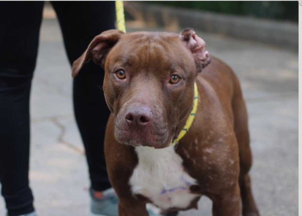 woehrlejill's tweet image. Curry, Marigold Delight and Bella are waiting to be killed at Nycacc. Please step up to foster one of these beautiful, young, adoptable pups. They kill on Sundays and holidays all the time. Hurry

facebook.com/NYCDogsLivesma…

@notthesameone2 for help