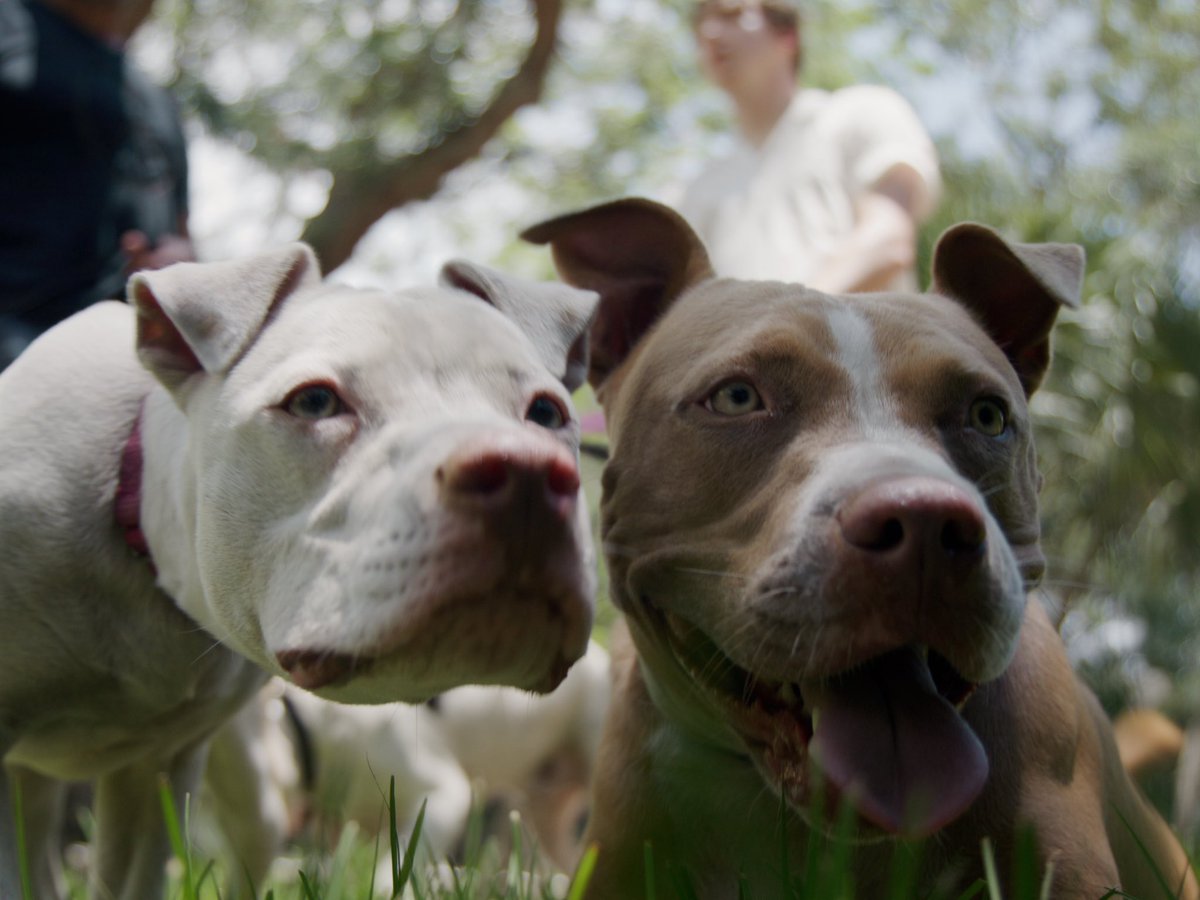 This is Ollie, Maggie, Penny, and Talulah. They are the rescue pitbulls of @DaveBautista. They took time out of their very busy day to walk and talk with me! 14/10 for all

Watch the full interview and get to know them better: youtu.be/A64wV_1AwwI