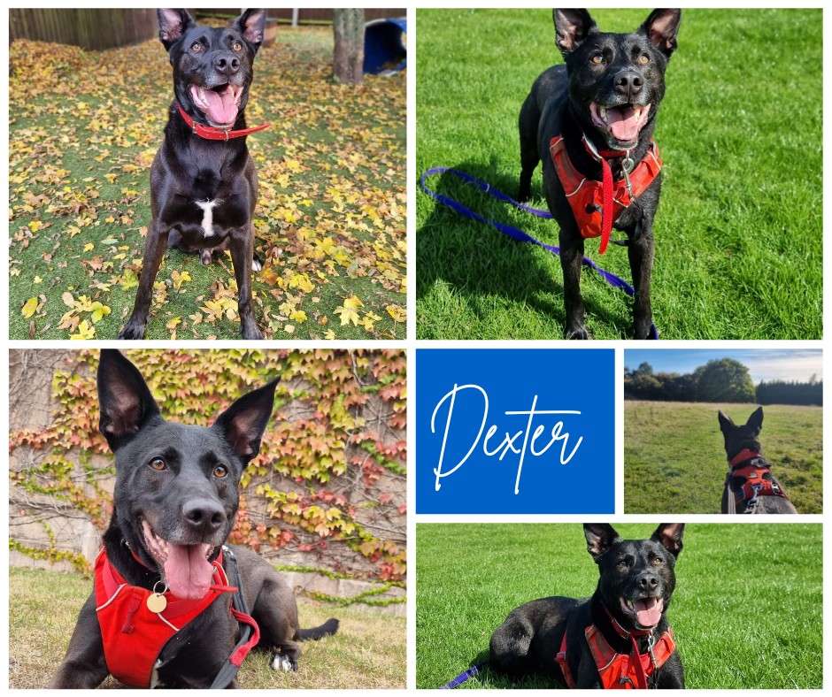 Animal Adoptions UK 🐕🦺🐈🐎❤️ tweet media
