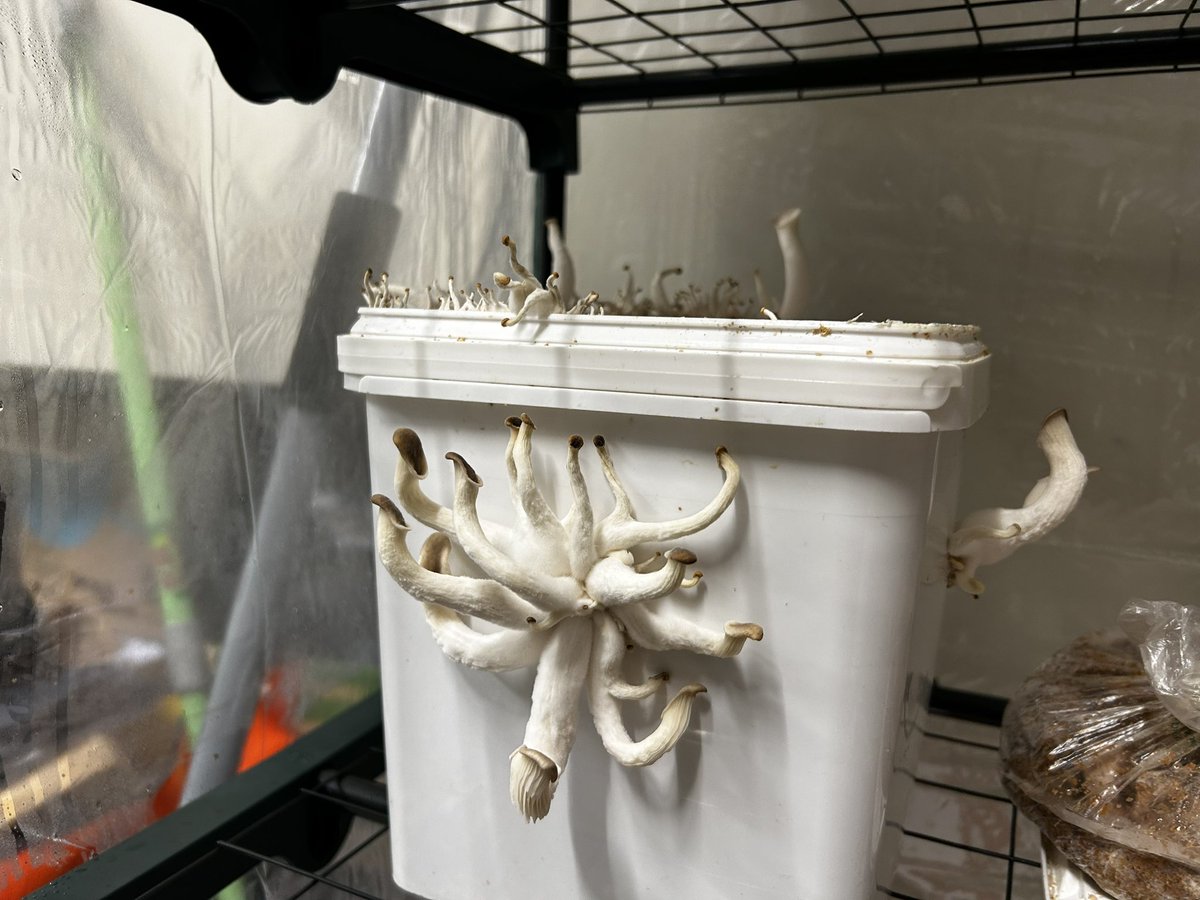 Jing Wang 王静 tweet media