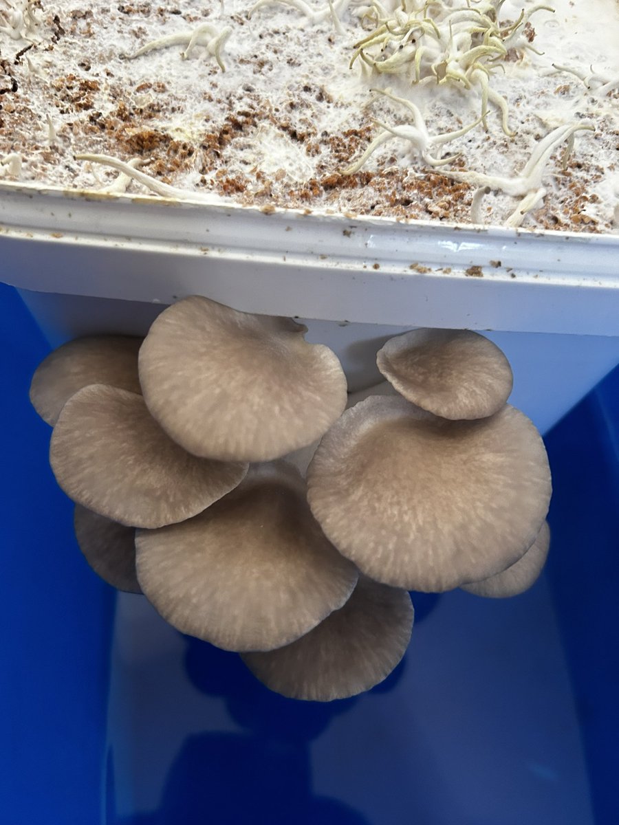 Jing Wang 王静 tweet media