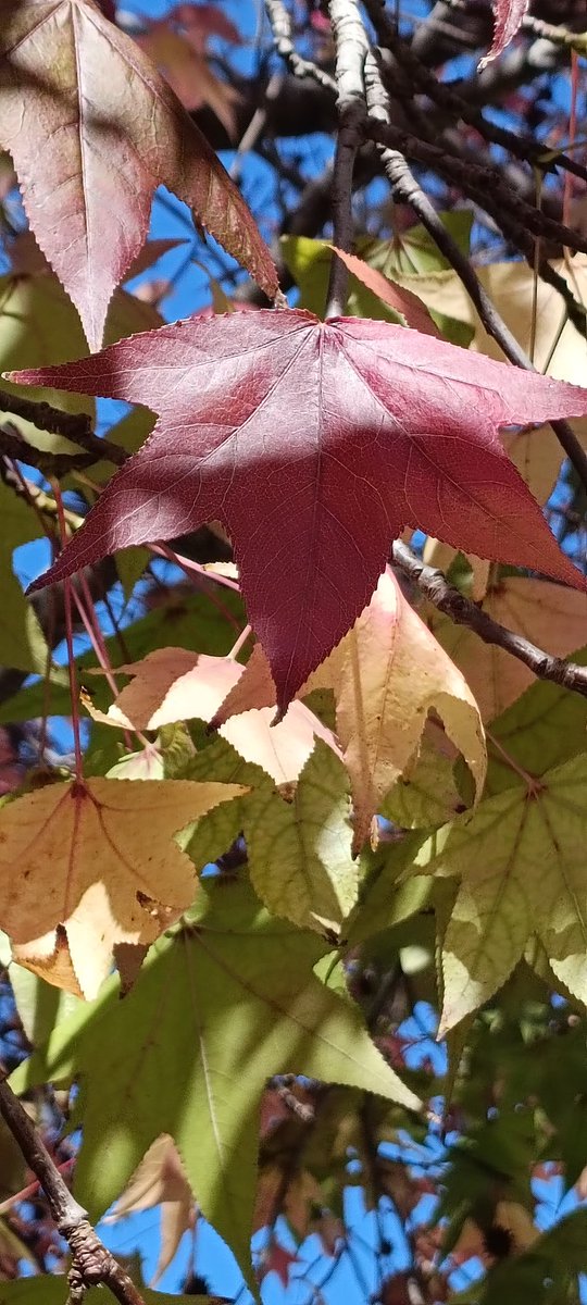 GM #NFTCommunity  🍁