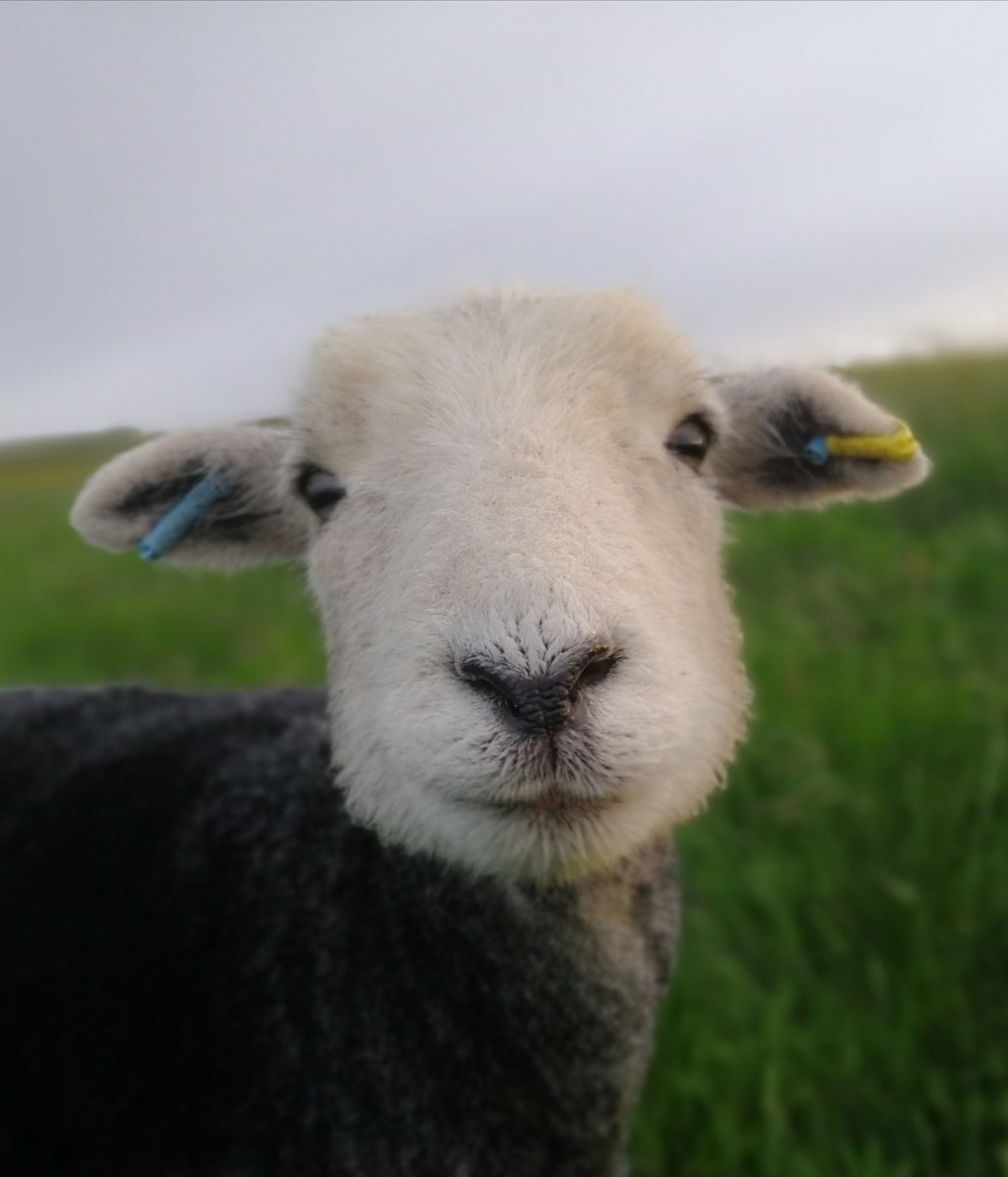 That face - couldn't resist sharing it again Bracken a year ago 💚💙💚
#herdwicks #hillfarm #farmstay #peakdistrict #sheep