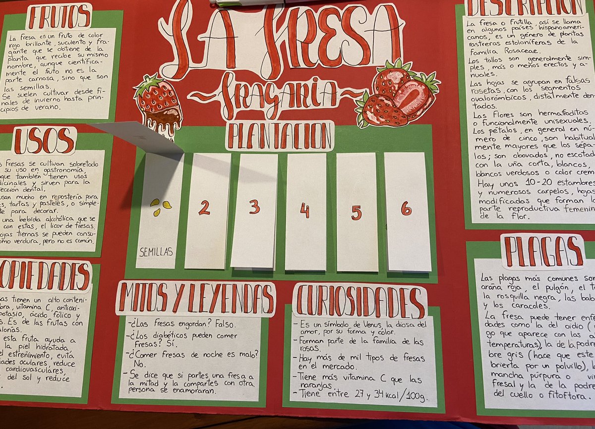 bertaeco's tweet image. El alumnado me vuelve a impresionar con su creatividad y buen hacer. Hemos hecho un arboreto con especies de la huerta y de nuestro bosque. #arboretocondesplegables #foldables #educarfueradelaula #laescuelaacieloabierto #arboretocreativo #iniciativaemprendedora