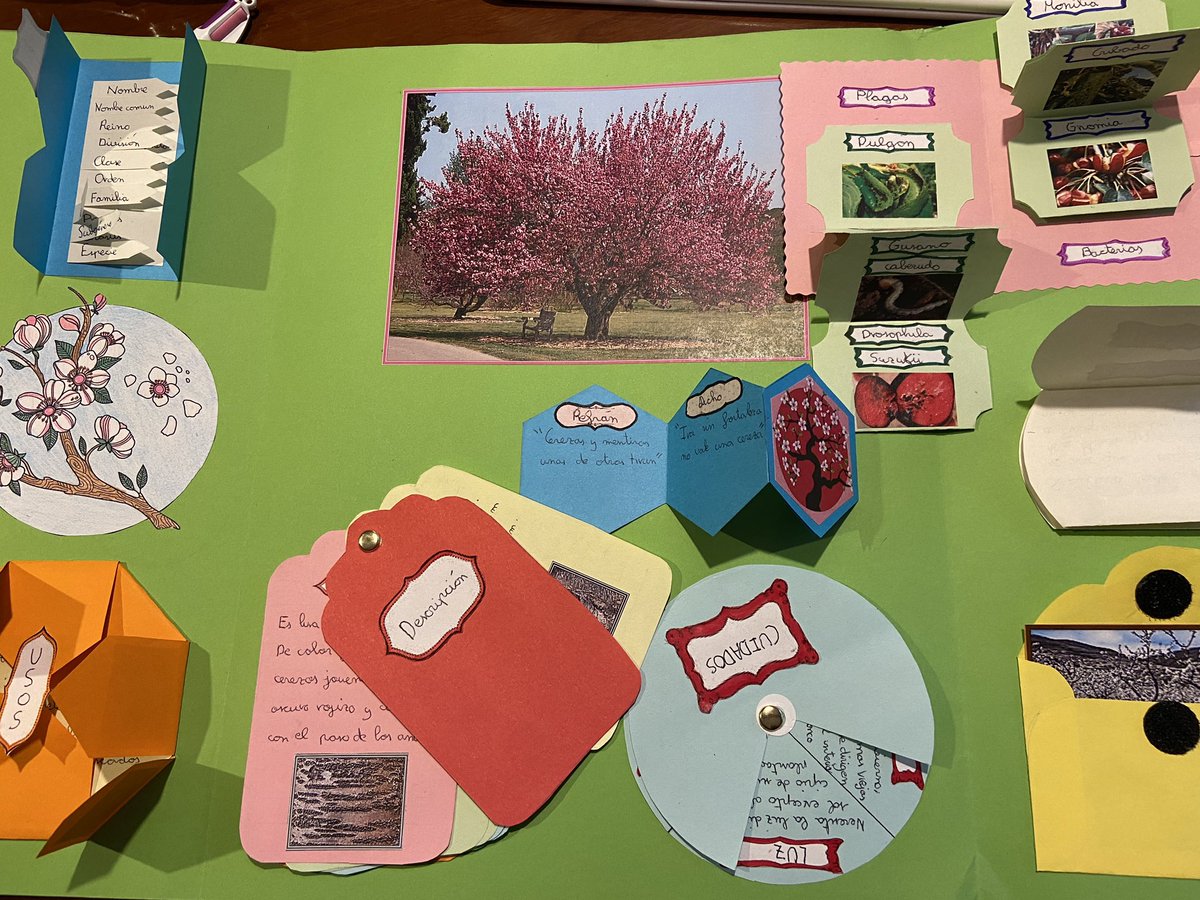 bertaeco's tweet image. El alumnado me vuelve a impresionar con su creatividad y buen hacer. Hemos hecho un arboreto con especies de la huerta y de nuestro bosque. #arboretocondesplegables #foldables #educarfueradelaula #laescuelaacieloabierto #arboretocreativo #iniciativaemprendedora